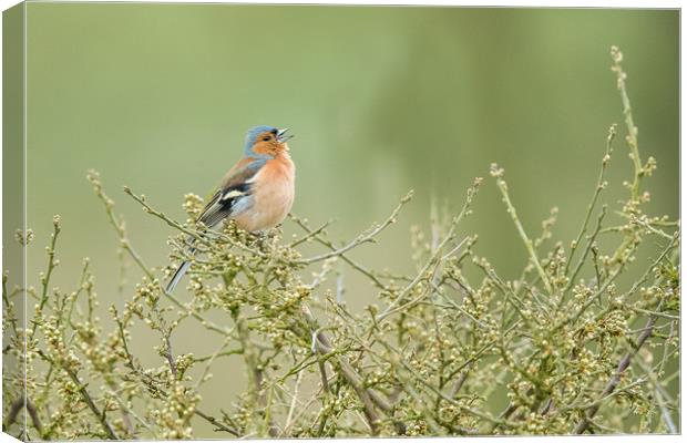 Singing Chaffinch Canvas Print by Philip Male