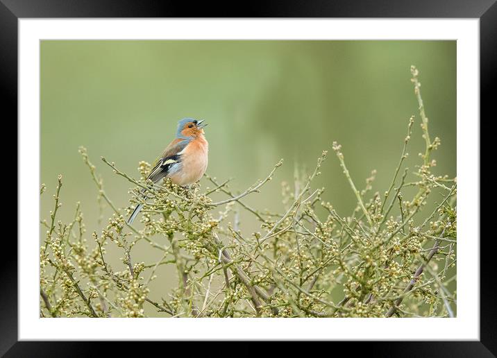 Singing Chaffinch Framed Mounted Print by Philip Male