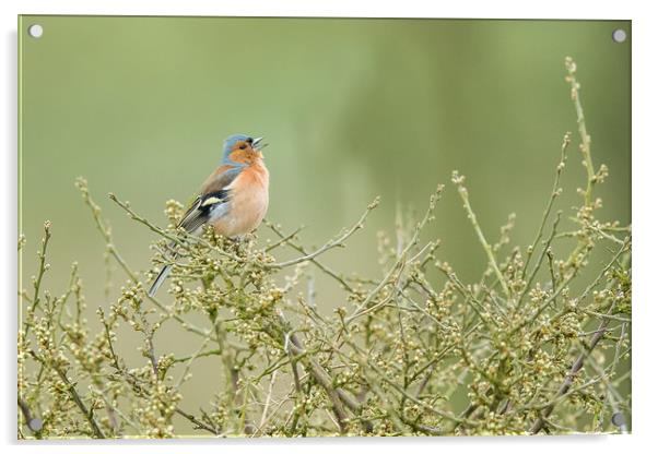 Singing Chaffinch Acrylic by Philip Male