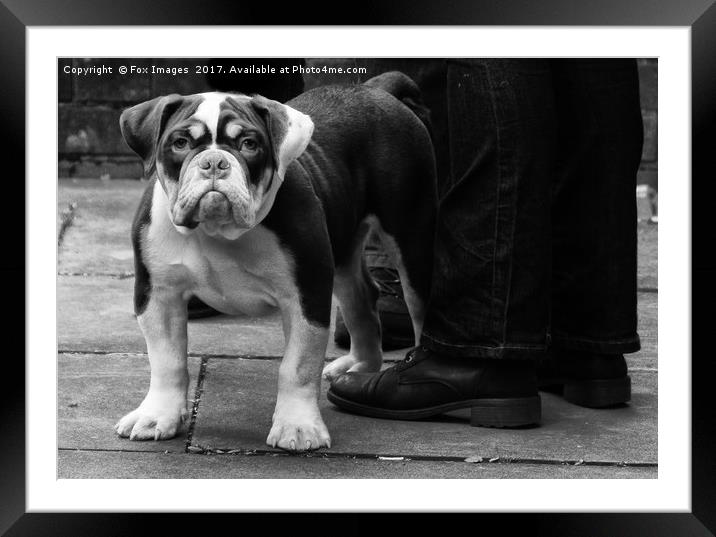 British Bulldog Framed Mounted Print by Derrick Fox Lomax