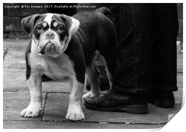 British Bulldog Print by Derrick Fox Lomax