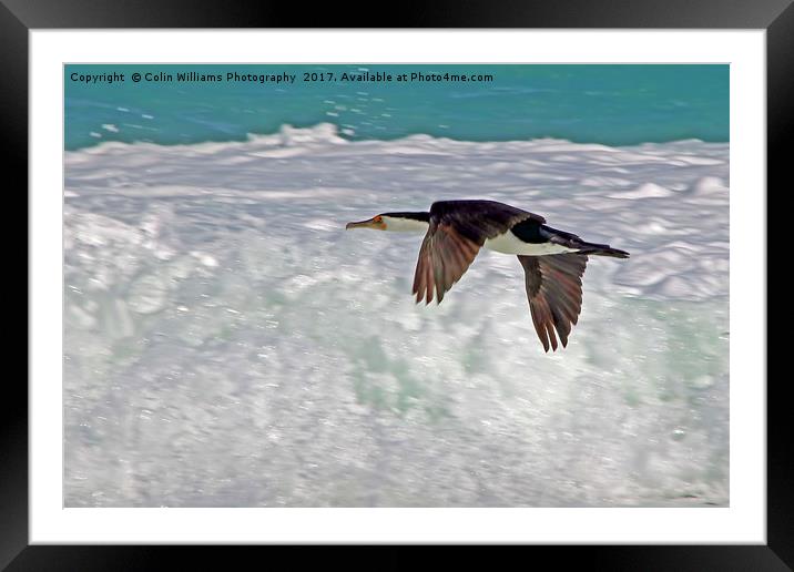 Australian Pied Cormorant Framed Mounted Print by Colin Williams Photography