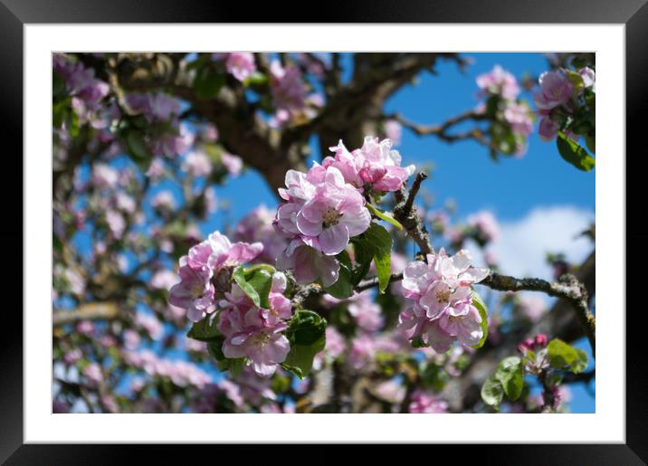 Apple blossom Framed Mounted Print by Linda Cooke