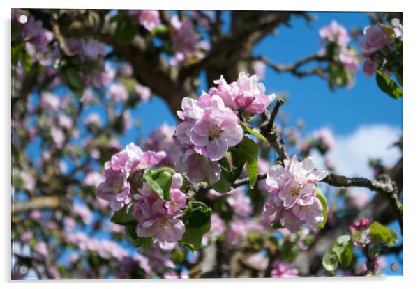 Apple blossom Acrylic by Linda Cooke