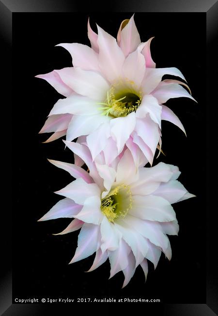 Flowers of cactus Framed Print by Igor Krylov