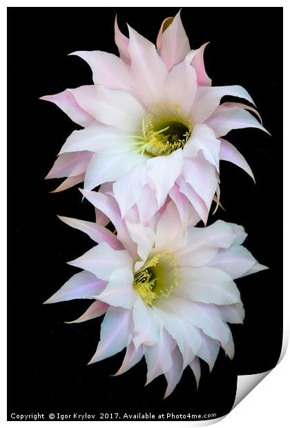 Flowers of cactus Print by Igor Krylov