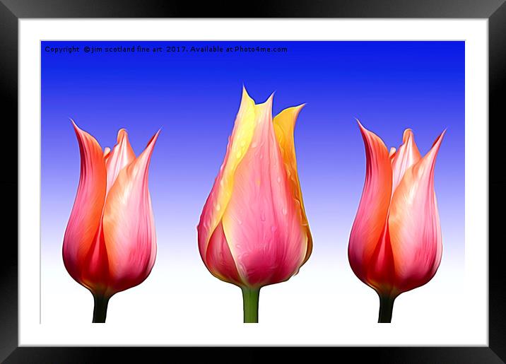 Trio of Tulips Framed Mounted Print by jim scotland fine art