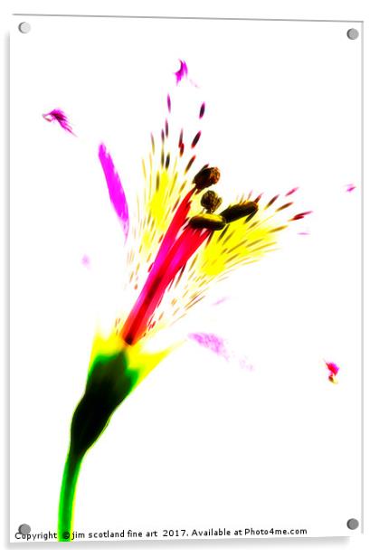 Splash of Lily Acrylic by jim scotland fine art