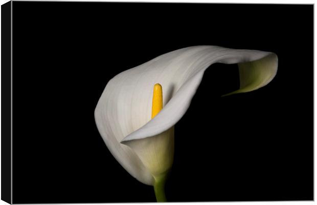 White lily Canvas Print by Jane Nesbitt