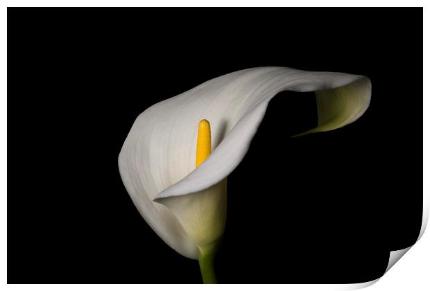 White lily Print by Jane Nesbitt