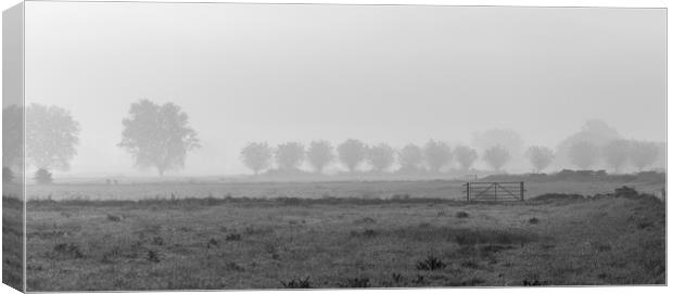 morning mist on the somerset levels Canvas Print by kevin murch
