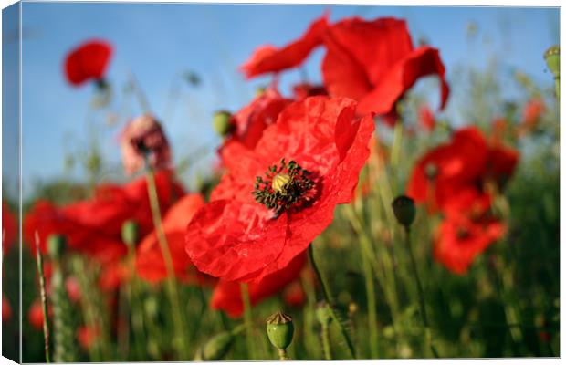 poppy Canvas Print by Doug McRae