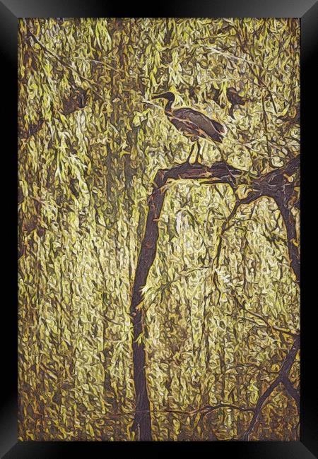 Bird in Tree Framed Print by Scott Anderson