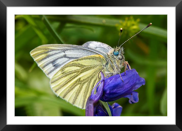 Green Veined White Butterfly (pieris napi) Framed Mounted Print by Rick Parrott