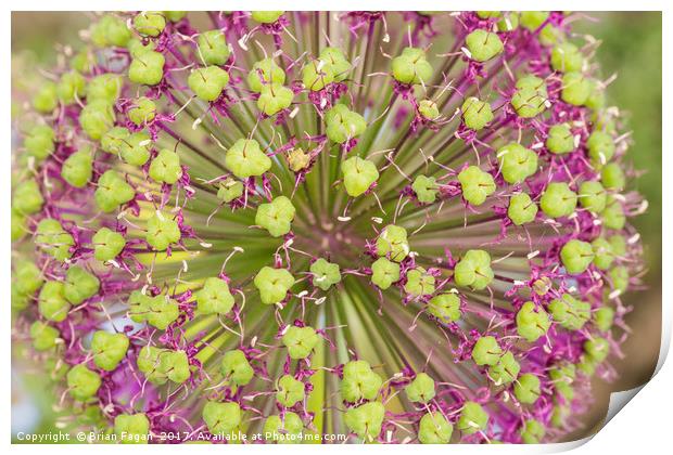 Allium Print by Brian Fagan