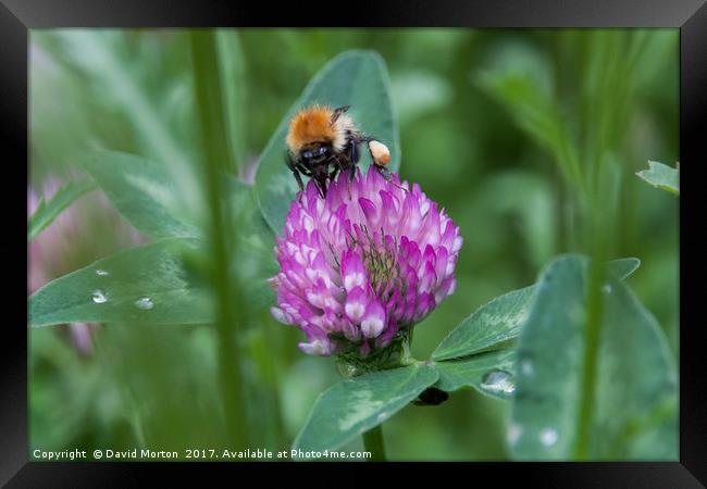 Bee on Clover Framed Print by David Morton
