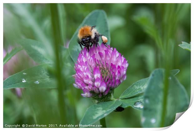 Bee on Clover Print by David Morton