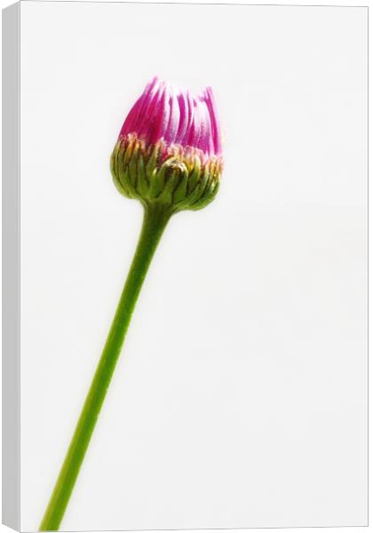 Pink Flower Bud Canvas Print by Scott Anderson