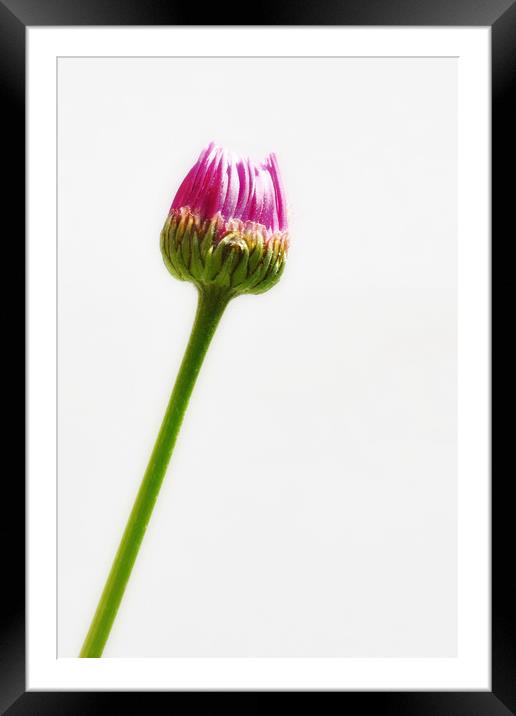 Pink Flower Bud Framed Mounted Print by Scott Anderson