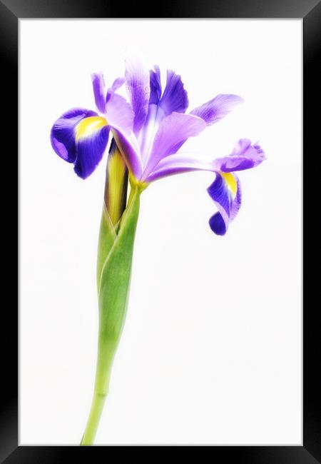 Purple Iris Flower Framed Print by Scott Anderson