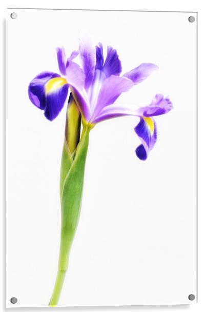 Purple Iris Flower Acrylic by Scott Anderson