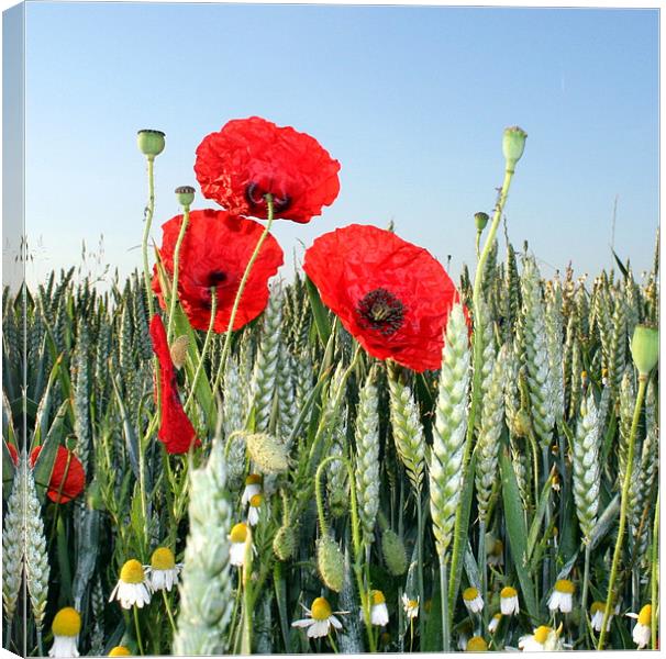Poppies and corn Canvas Print by Doug McRae