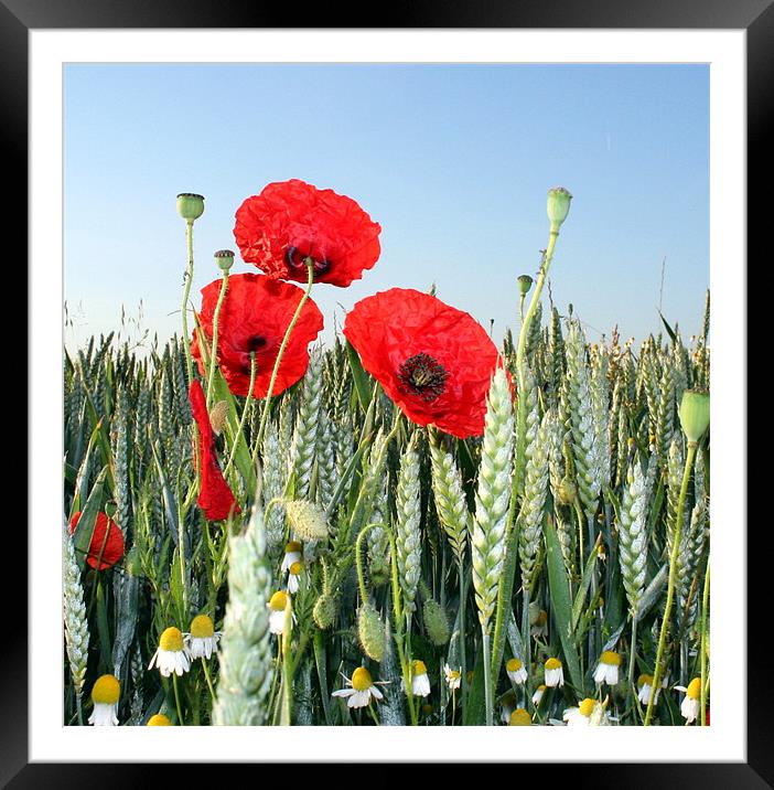 Poppies and corn Framed Mounted Print by Doug McRae