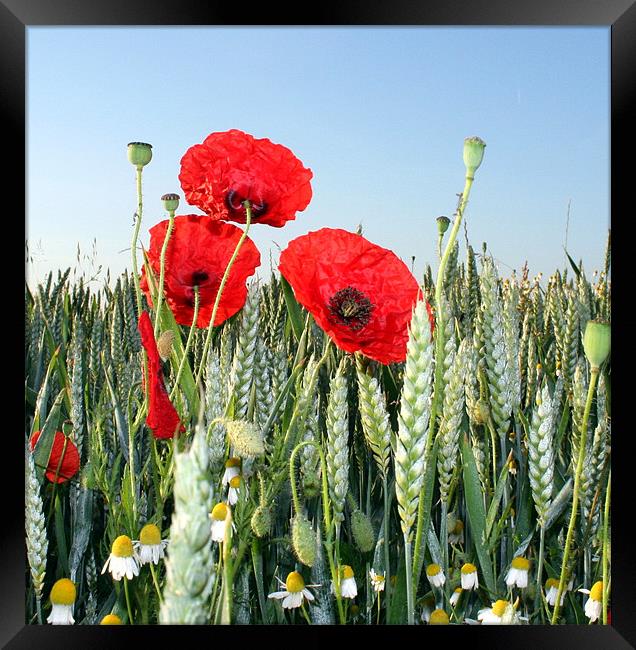 Poppies and corn Framed Print by Doug McRae