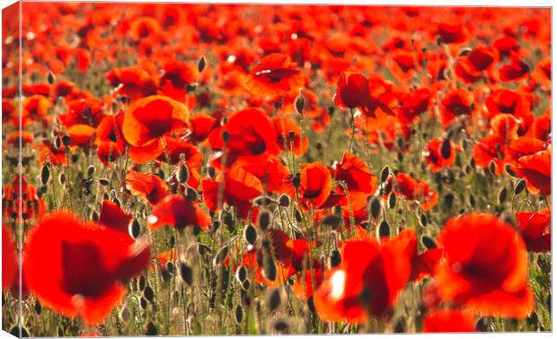 Nothing But Poppies Canvas Print by Rick Parrott