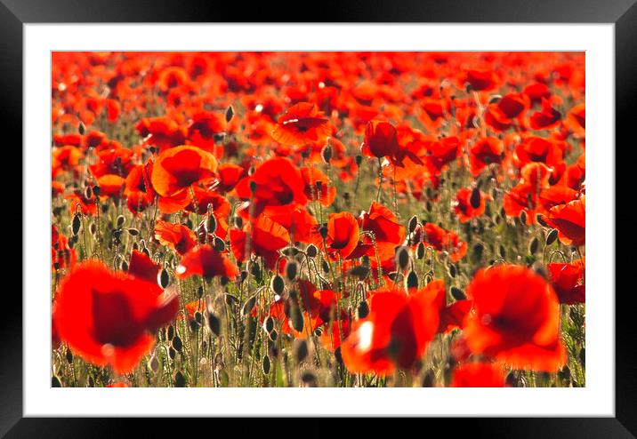 Nothing But Poppies Framed Mounted Print by Rick Parrott
