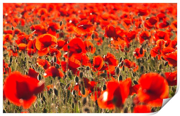 Nothing But Poppies Print by Rick Parrott