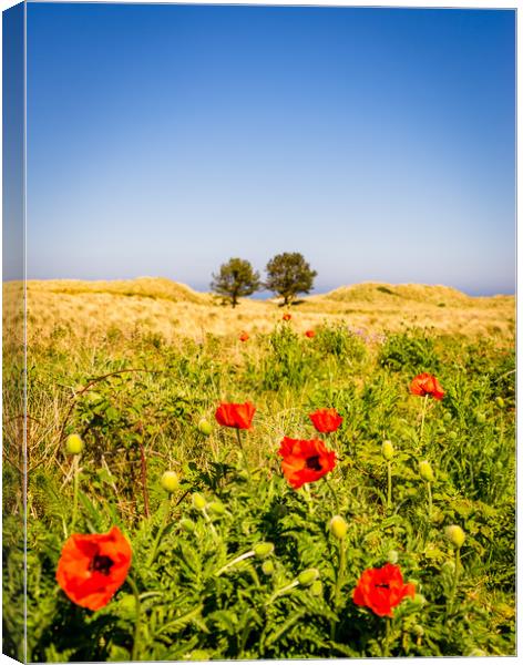 Poppies in a field Canvas Print by Naylor's Photography