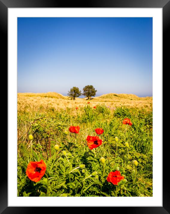 Poppies in a field Framed Mounted Print by Naylor's Photography