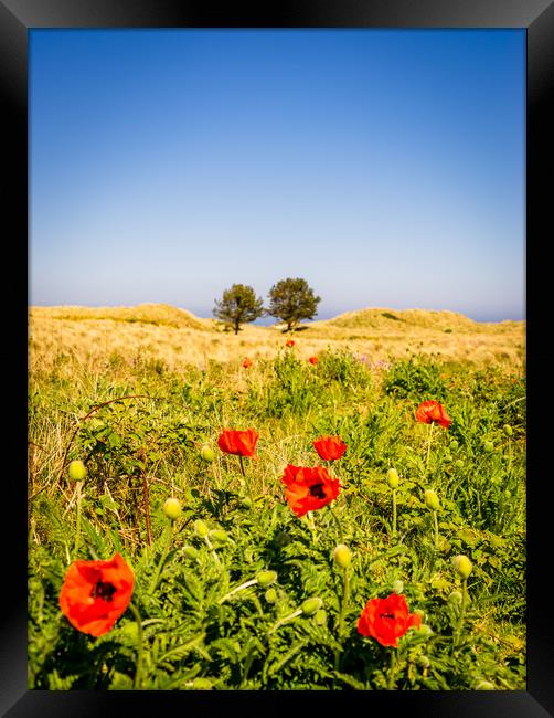 Poppies in a field Framed Print by Naylor's Photography