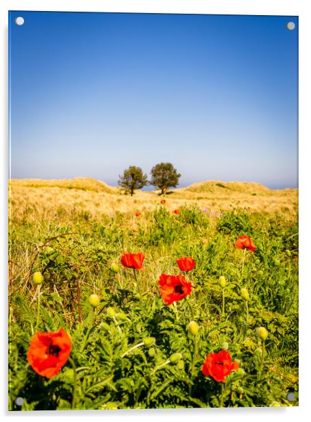 Poppies in a field Acrylic by Naylor's Photography
