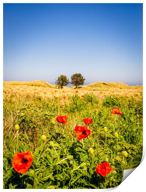Poppies in a field Print by Naylor's Photography