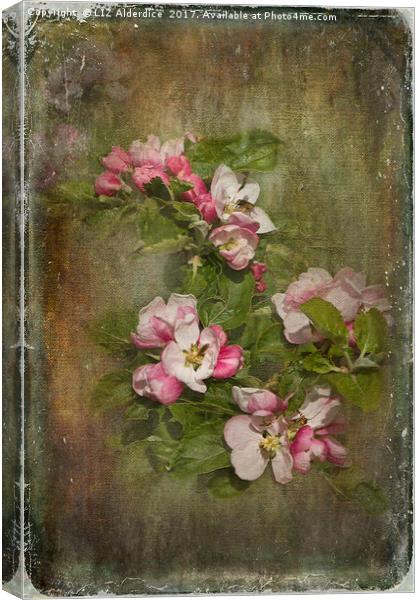 Apple Blossom Time Canvas Print by LIZ Alderdice