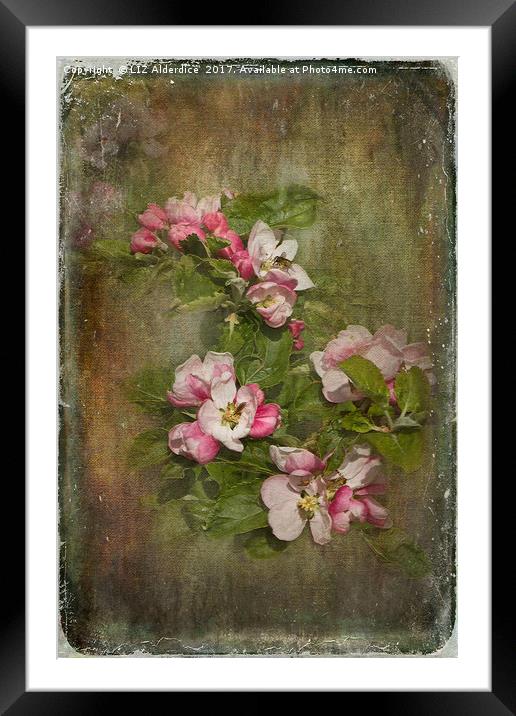 Apple Blossom Time Framed Mounted Print by LIZ Alderdice