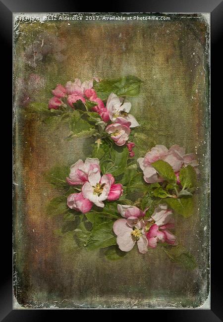 Apple Blossom Time Framed Print by LIZ Alderdice