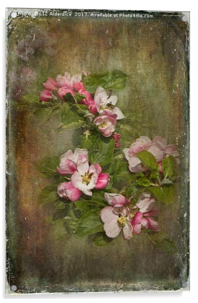 Apple Blossom Time Acrylic by LIZ Alderdice