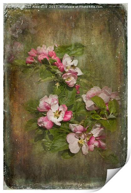 Apple Blossom Time Print by LIZ Alderdice