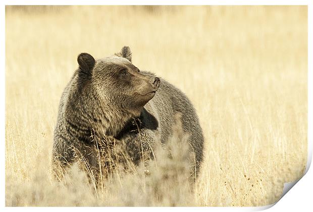 Grizzly Bear Print by Gary Beeler