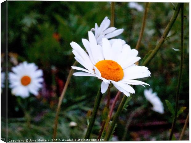       Shasta Daisy                          Canvas Print by Jane Metters