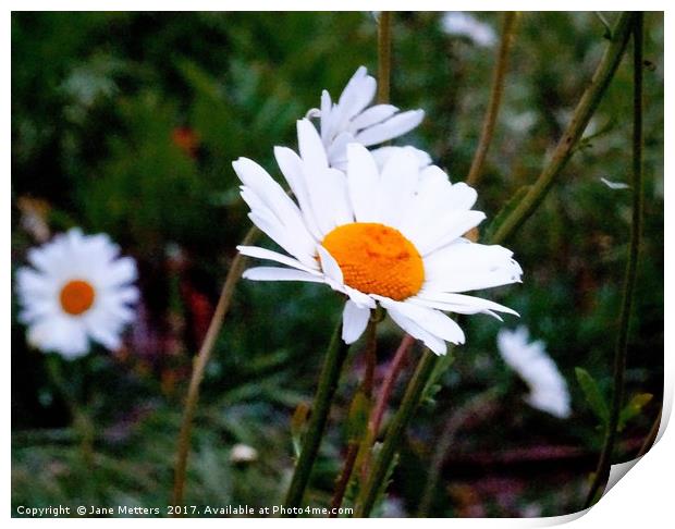       Shasta Daisy                          Print by Jane Metters