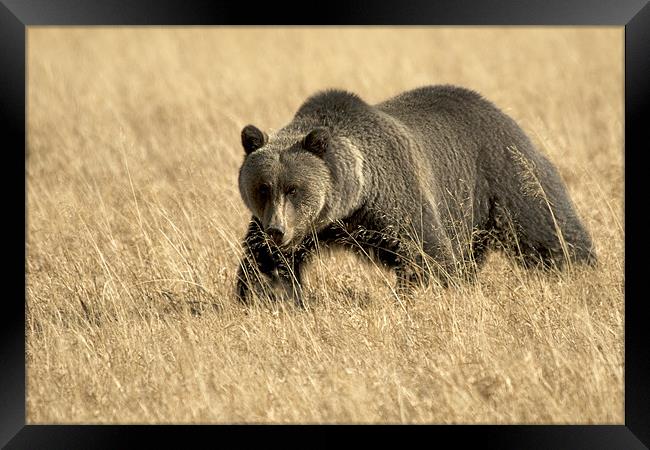 Grizzly  On The Prowl Framed Print by Gary Beeler