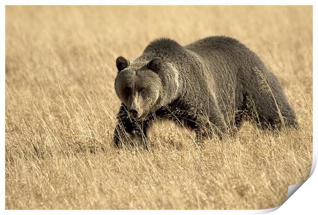 Grizzly  On The Prowl Print by Gary Beeler