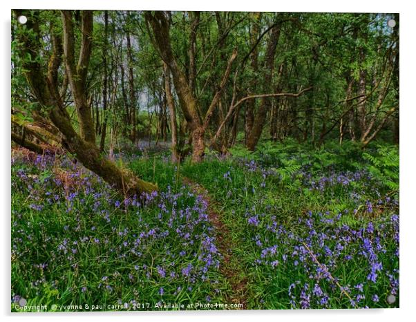 Bluebell woods Acrylic by yvonne & paul carroll