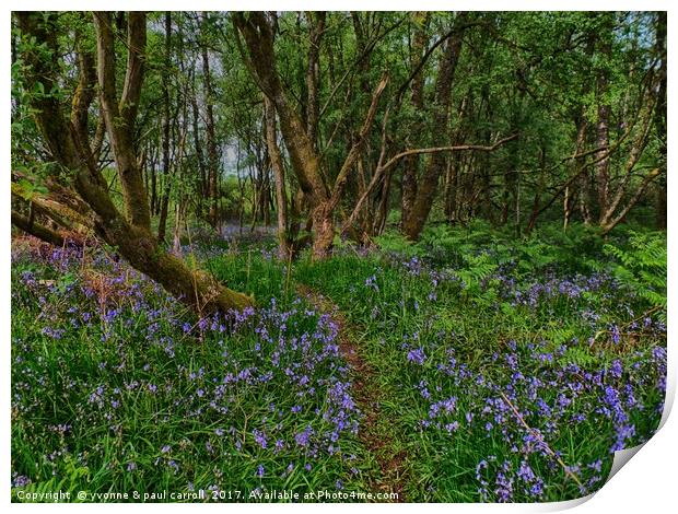 Bluebell woods Print by yvonne & paul carroll