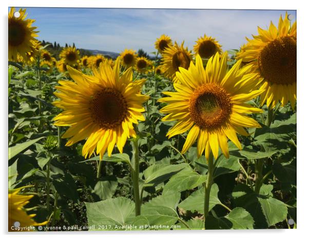 Sunflowers Acrylic by yvonne & paul carroll
