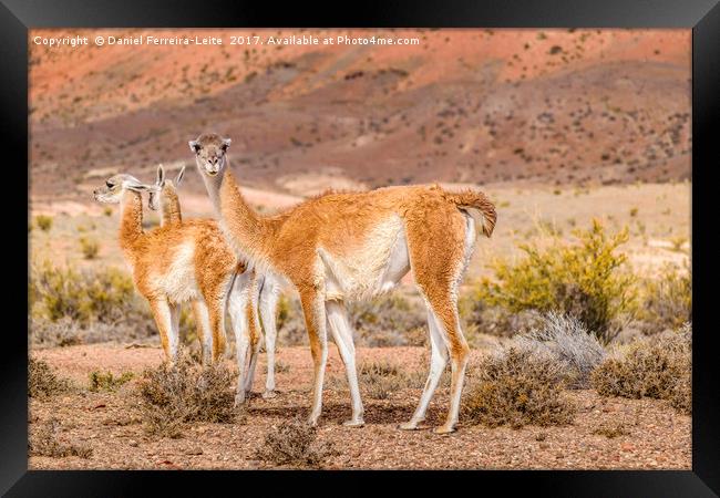 Group of Guanacos at Patagonia Landscape, Argentin Framed Print by Daniel Ferreira-Leite
